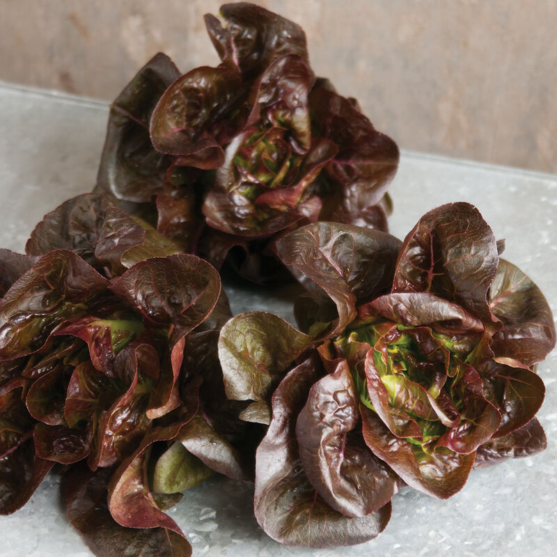 Little Gem-Type Trio - Bibb Lettuce Varieties