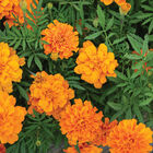 Durango Tangerine French Marigolds