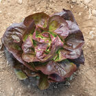 Marciano Butterhead Lettuce (Boston)