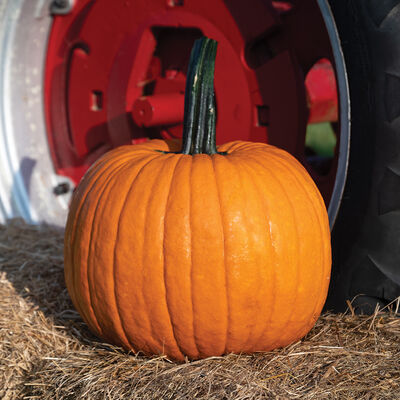 Cronus Jack-o-Lanterns