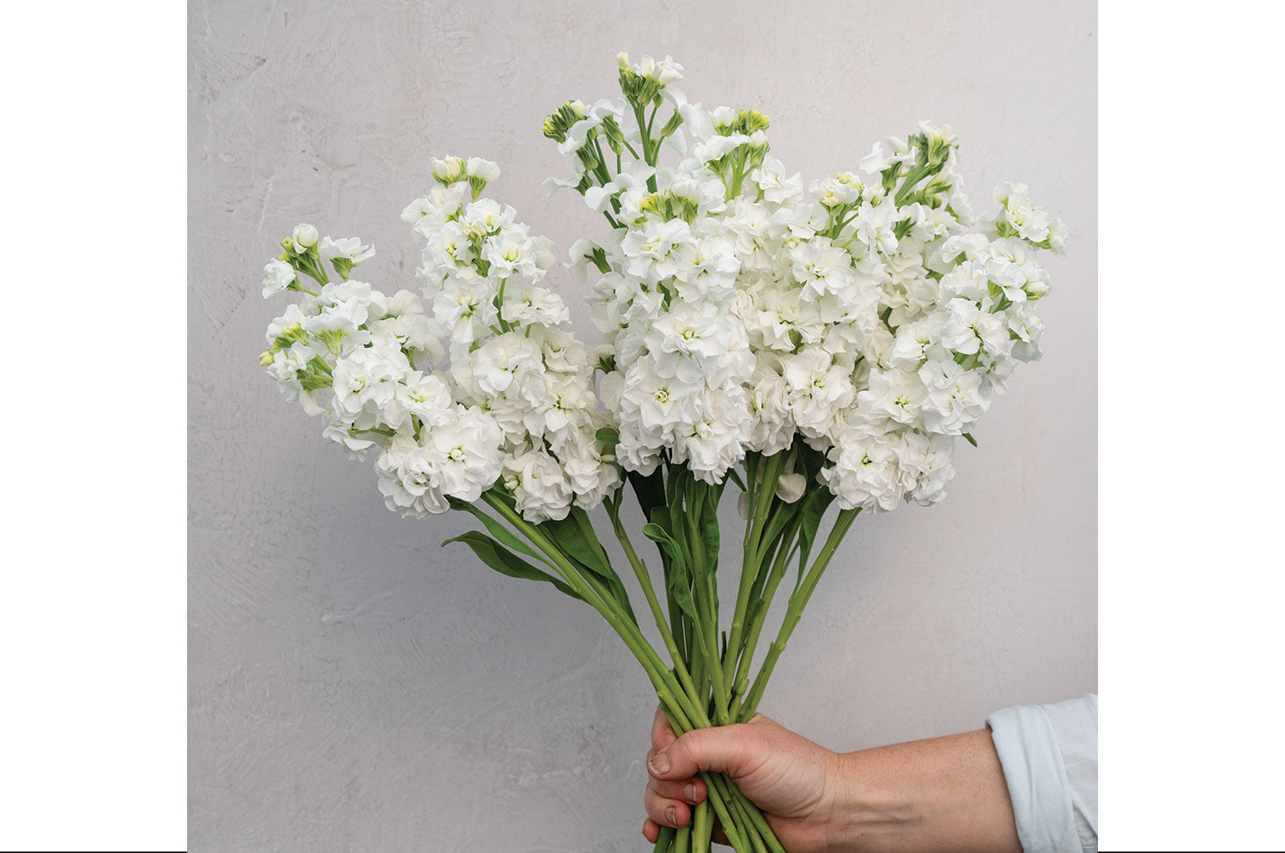 White Flower Varieties | Johnny's Selected Seeds