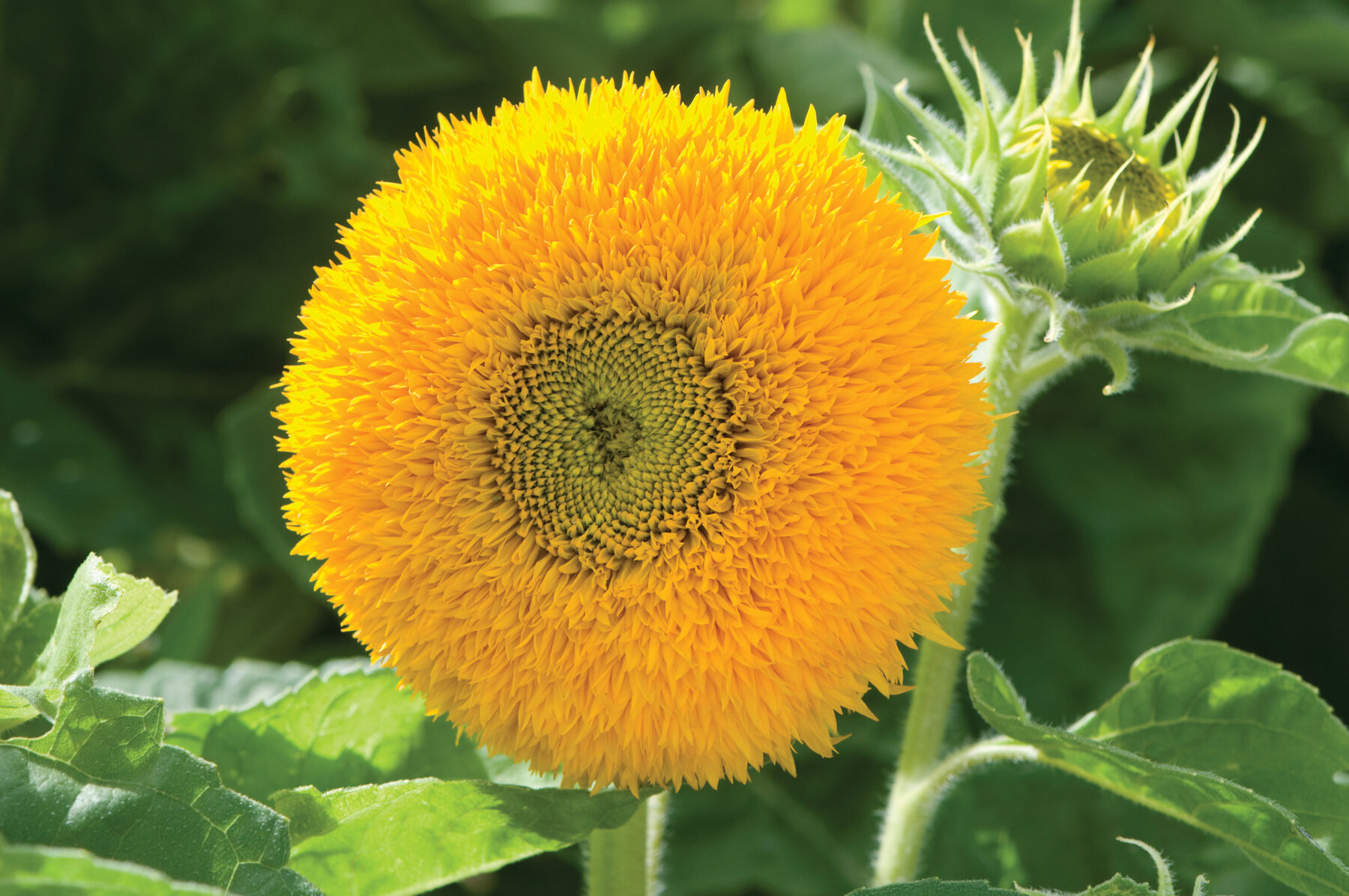 Teddy bear sunflower store