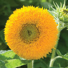 Teddy Bear Dwarf Sunflowers