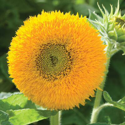 Teddy Bear Dwarf Sunflowers