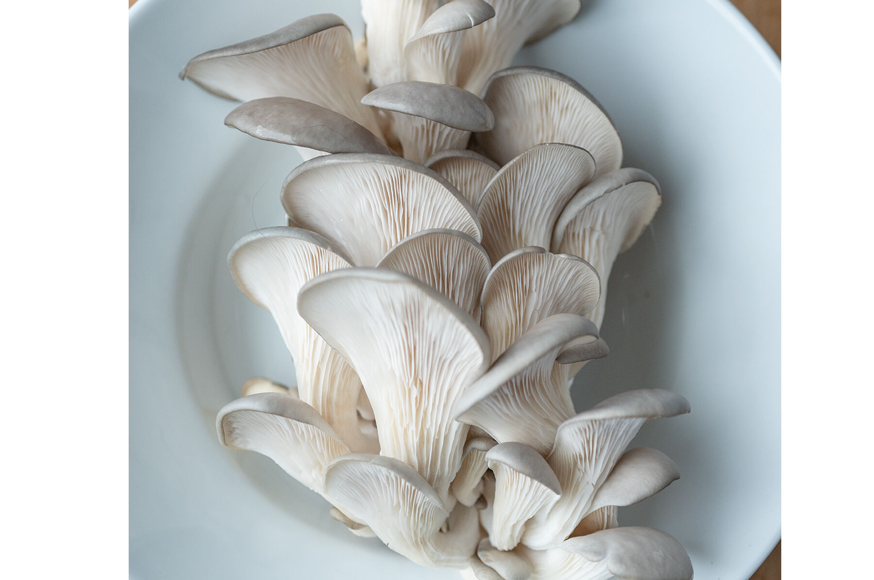 Mushroom 'Spray & Grow' Kits | Johnny's Selected Seeds