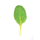 Bright Yellow Swiss Chard