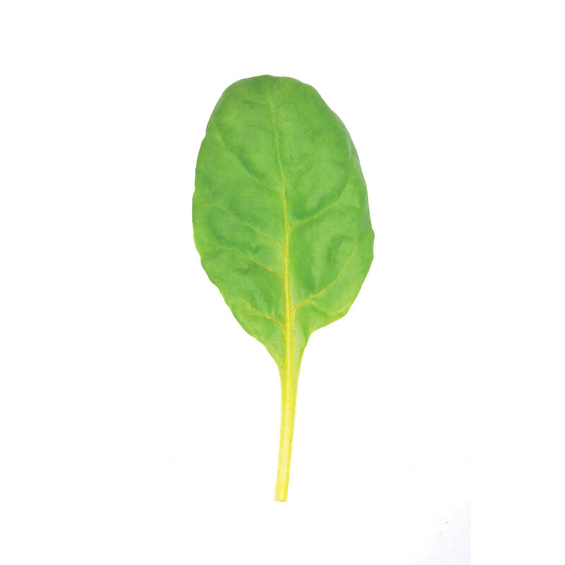 Bright Yellow Swiss Chard
