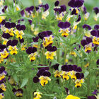 Helen Mount Viola (Pansy)