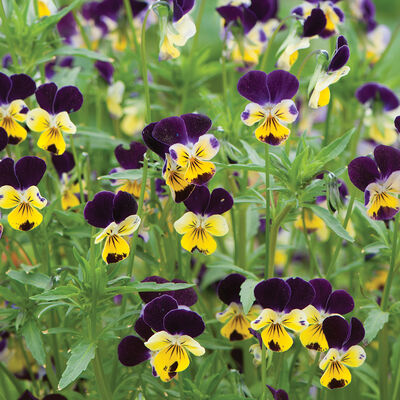 Helen Mount Viola (Pansy)