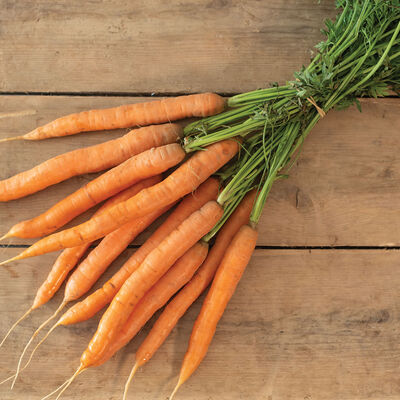 Adana Early Carrots