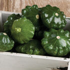 G-Star Summer Squash