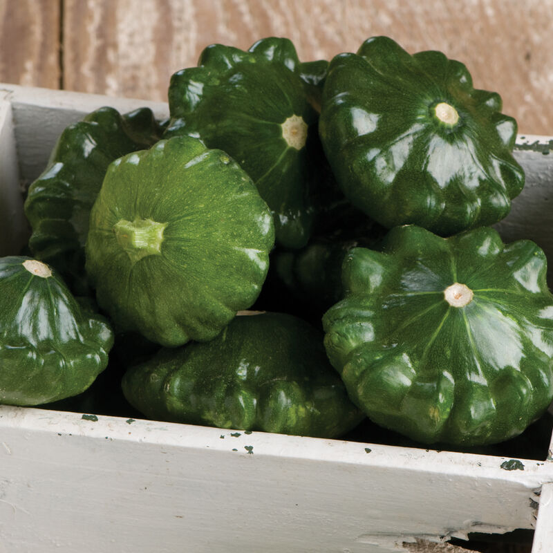 G-Star Summer Squash