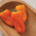 Glow Sweet Peppers