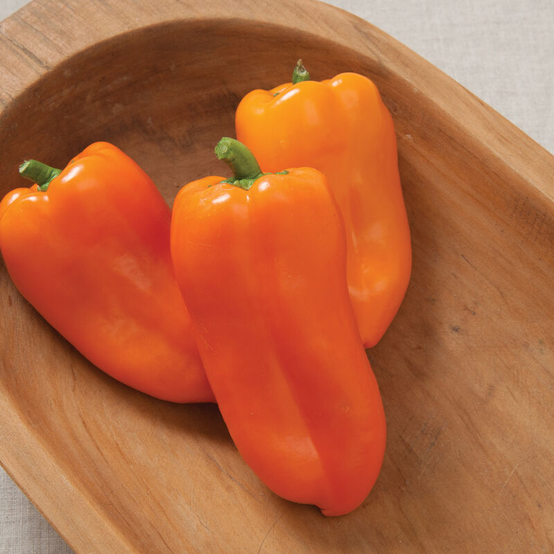 Glow Sweet Peppers
