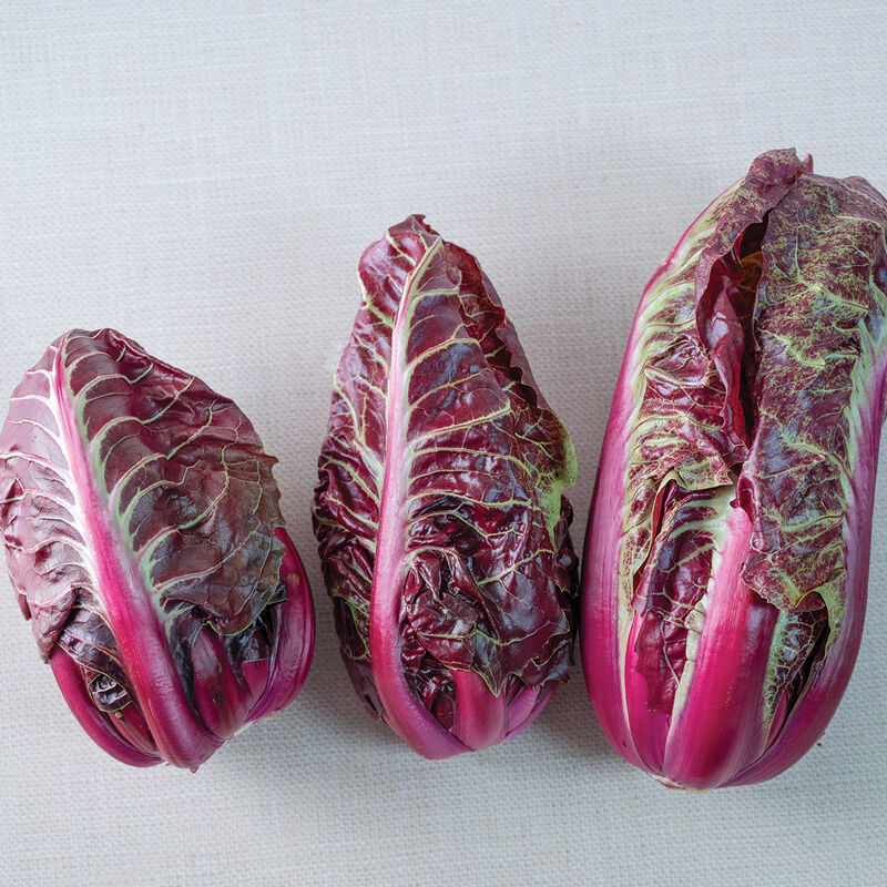 Luna Rossa Radicchio
