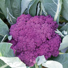 Murasaki Fioretto 70 Sprouting Cauliflower