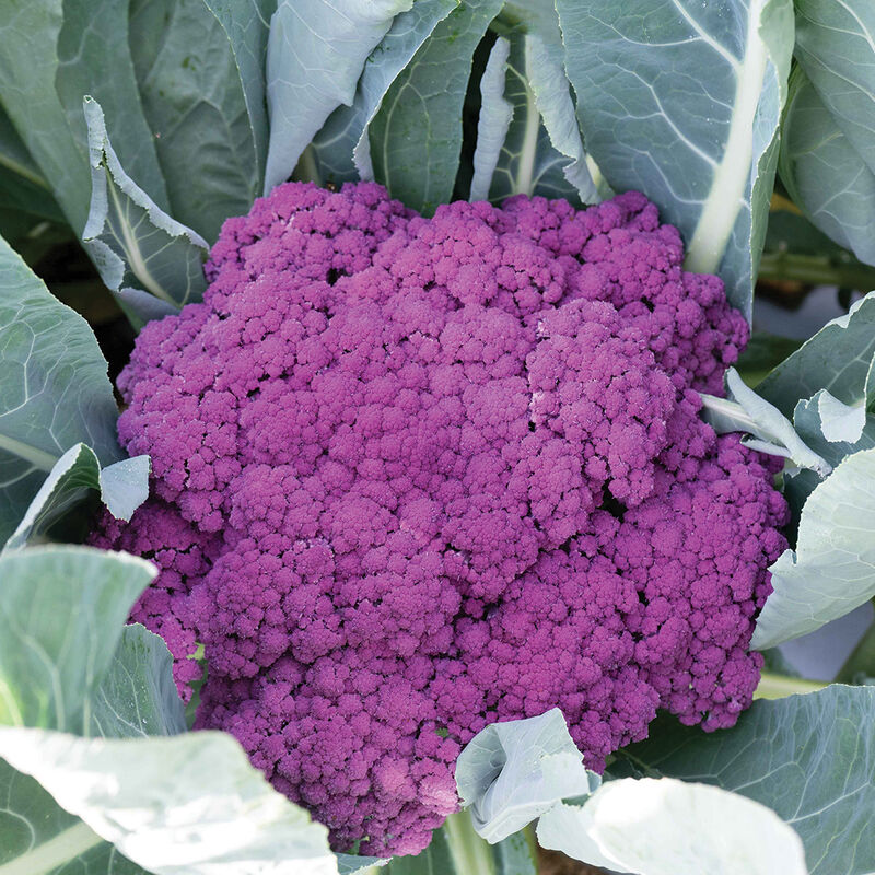 Murasaki Fioretto 70 Sprouting Cauliflower