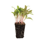 Chard, Pink Stem Microgreen Vegetables