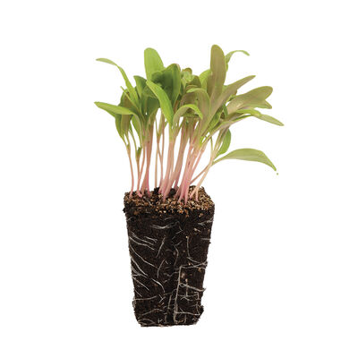 Chard, Pink Stem Microgreen Vegetables