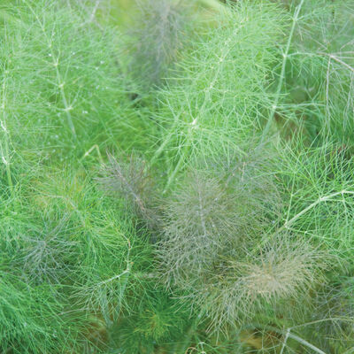 Bronze & Green Fennel (Leaf)