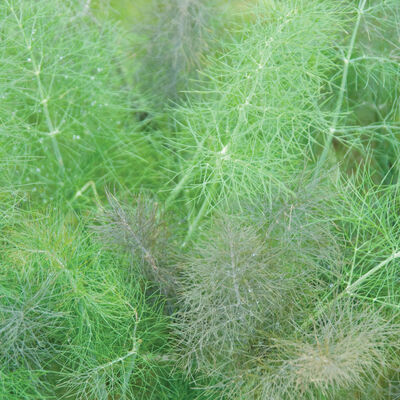 Bronze & Green Fennel (Leaf)