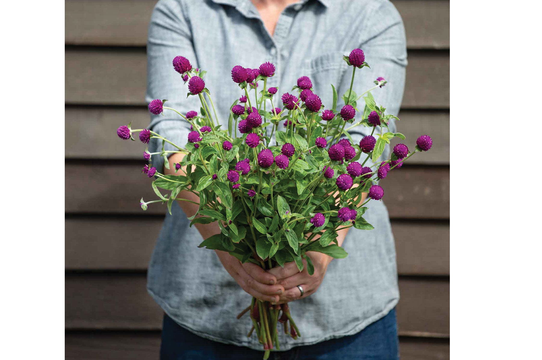 Gomphrena hot sale