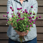 Audray Purple-Red Gomphrena (Globe Amaranth)