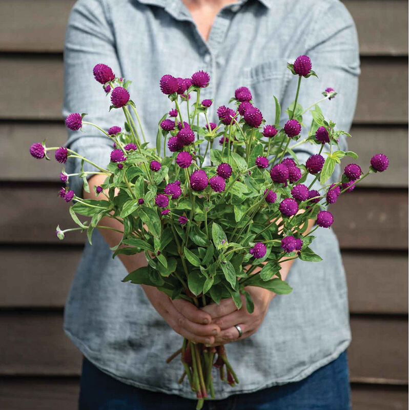 Audray Purple-Red Gomphrena (Globe Amaranth)