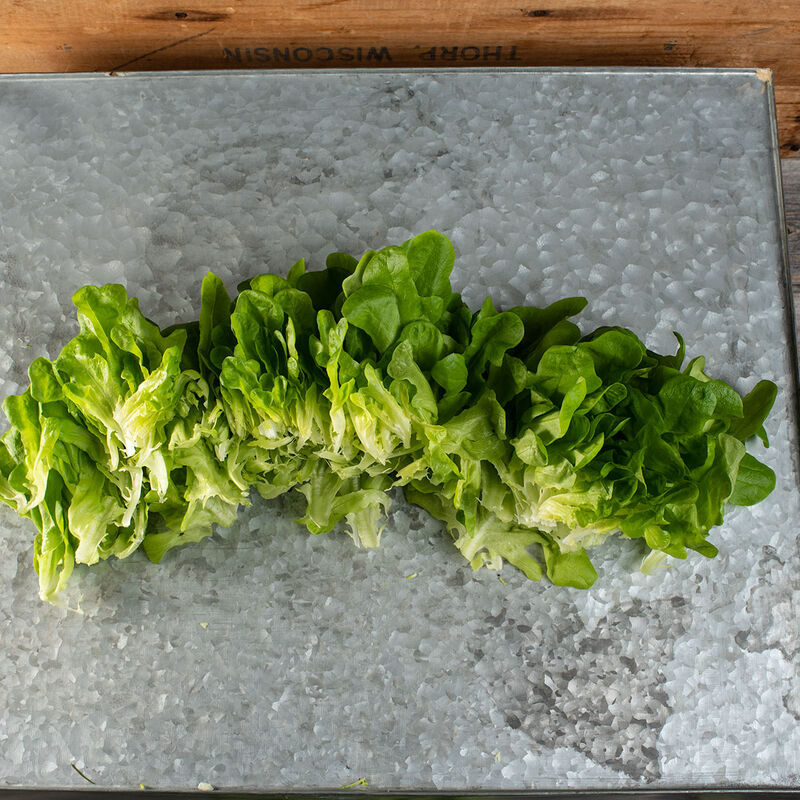 Salanova® Hydroponic Green Oakleaf Salanova® Lettuce