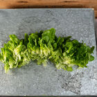 Salanova® Hydroponic Green Oakleaf Salanova® Lettuce