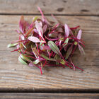 Beet, Bull's Blood Microgreen Vegetables
