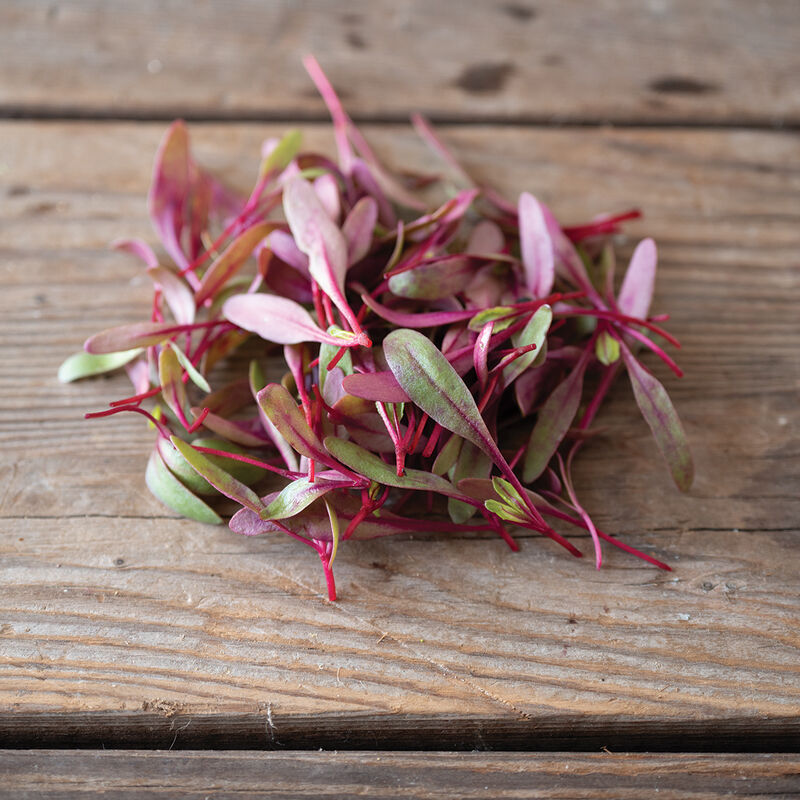 Beet, Bull's Blood Microgreen Vegetables
