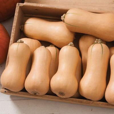 Butterscotch PMR Squash