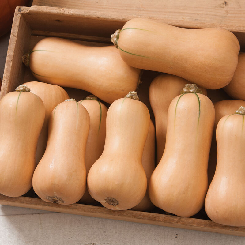 Butterscotch PMR Winter Squash