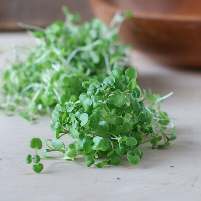 Watercress Microgreen Vegetables