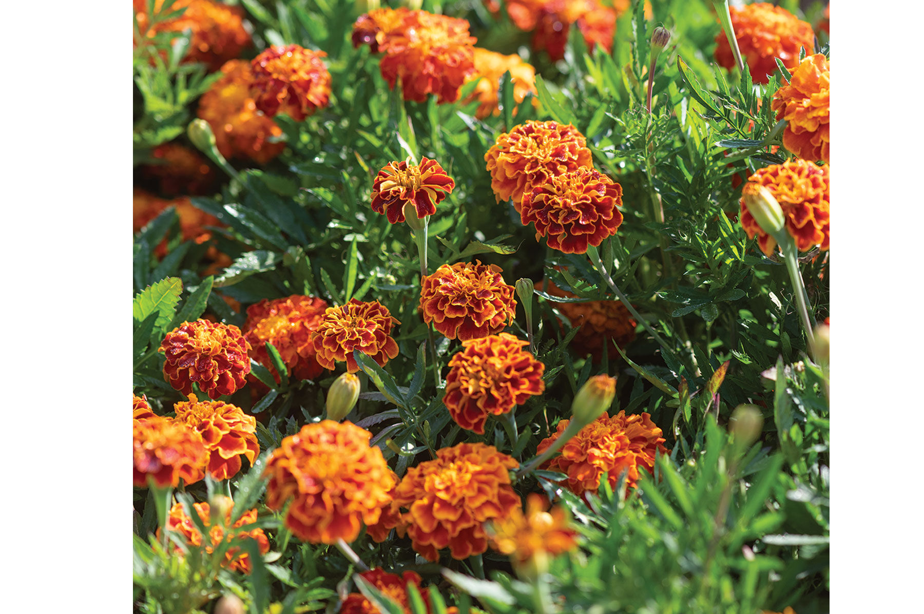 Queen Sophia Marigold