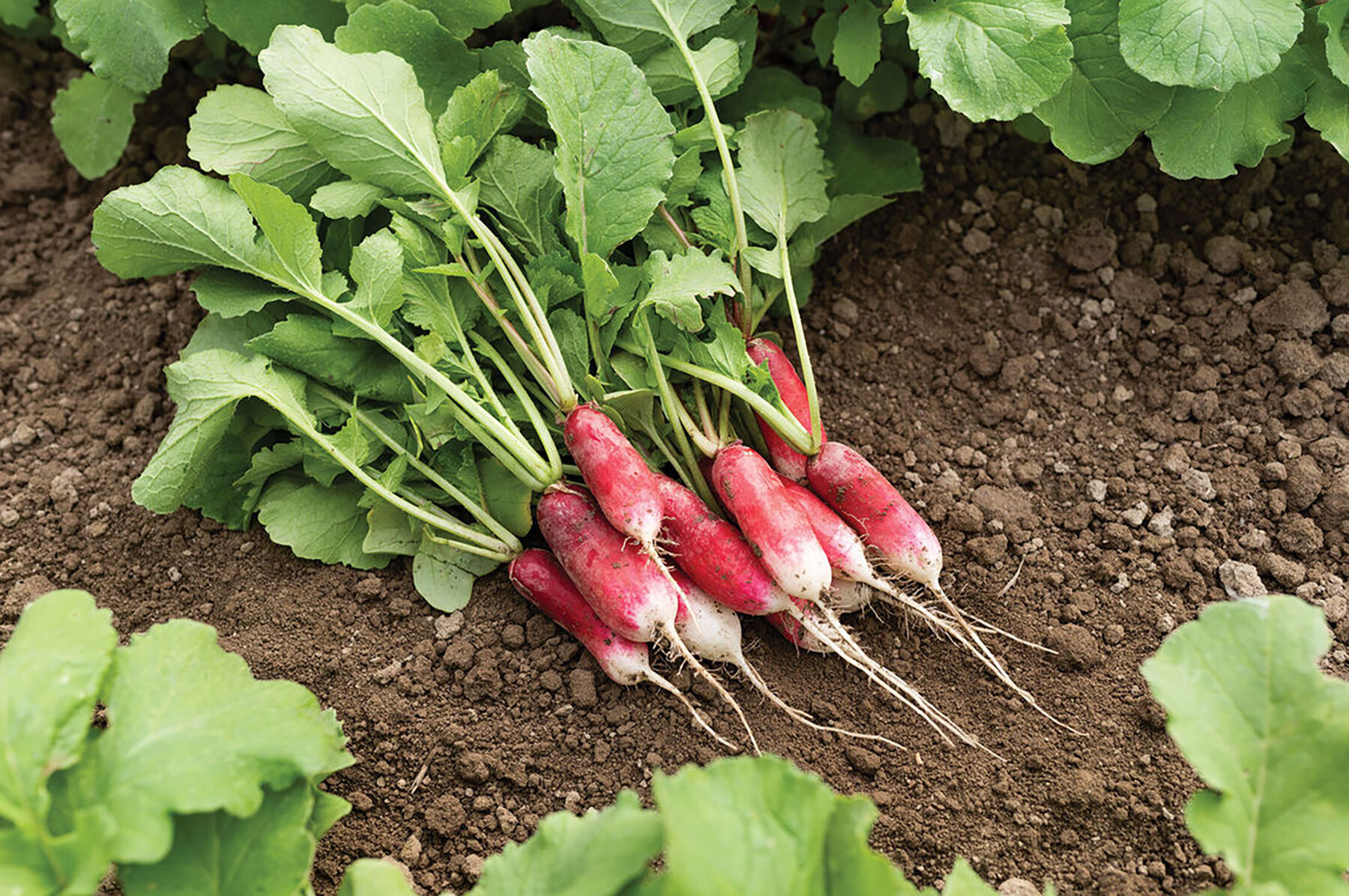 Johnny's Selected Seeds French Breakfast Radish Seed