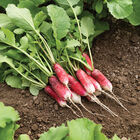 French Breakfast Long French Radishes