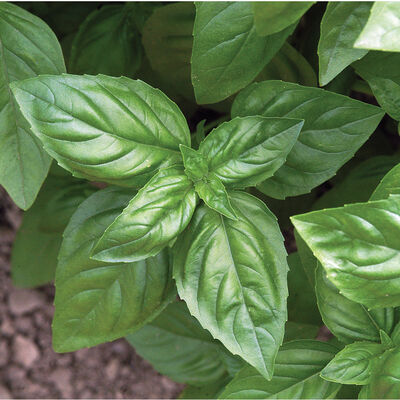 Genovese Genovese Genovese Basil