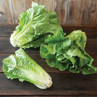 Sunland Sunland Romaine Lettuce (Cos)