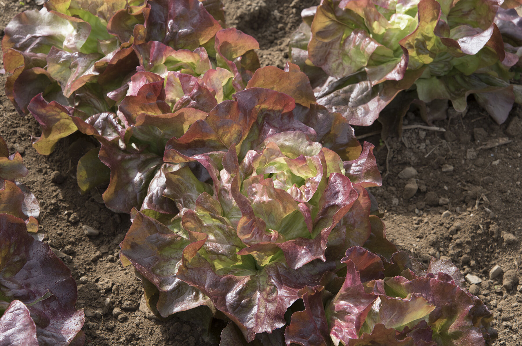 Red Cross Butterhead Lettuce (Boston)