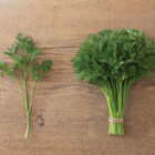 Menuette Leaf Parsley