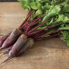 Formanova Specialty Beets