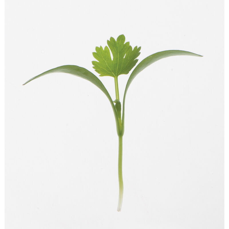Cilantro, Monogerm Microgreen Herbs