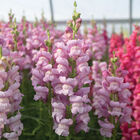 Maryland Lavender I-II Snapdragon