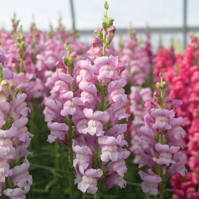 Maryland Lavender I-II Snapdragon
