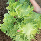 Verigo One-Cut Lettuce