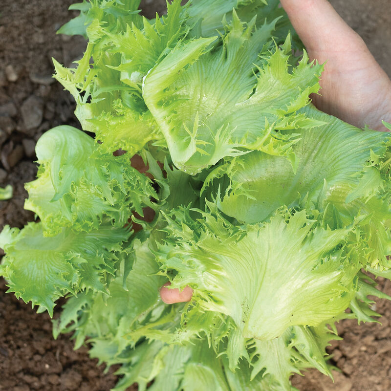 Verigo One-Cut Lettuce