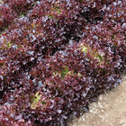 Salanova® Red Tango Salanova® Lettuce
