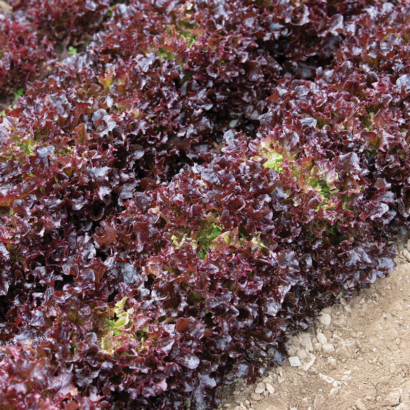 Salanova® Red Tango Salanova® Lettuce